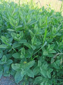 Minze Bio-Qualität zum Räuchern